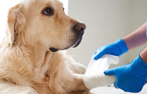 Pet Insurance for my Dogs