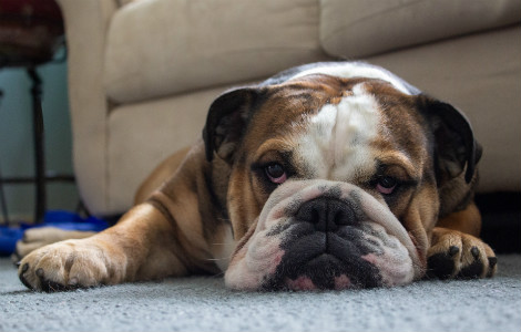 How To Keep Your Dog Entertained While at Work