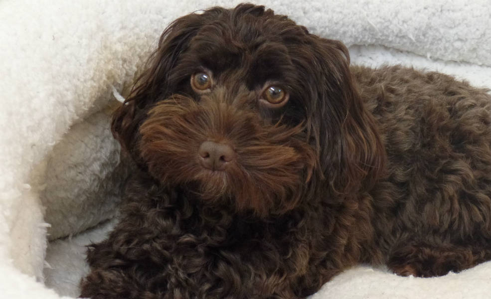 Let sleeping dogs (and cats) lie.