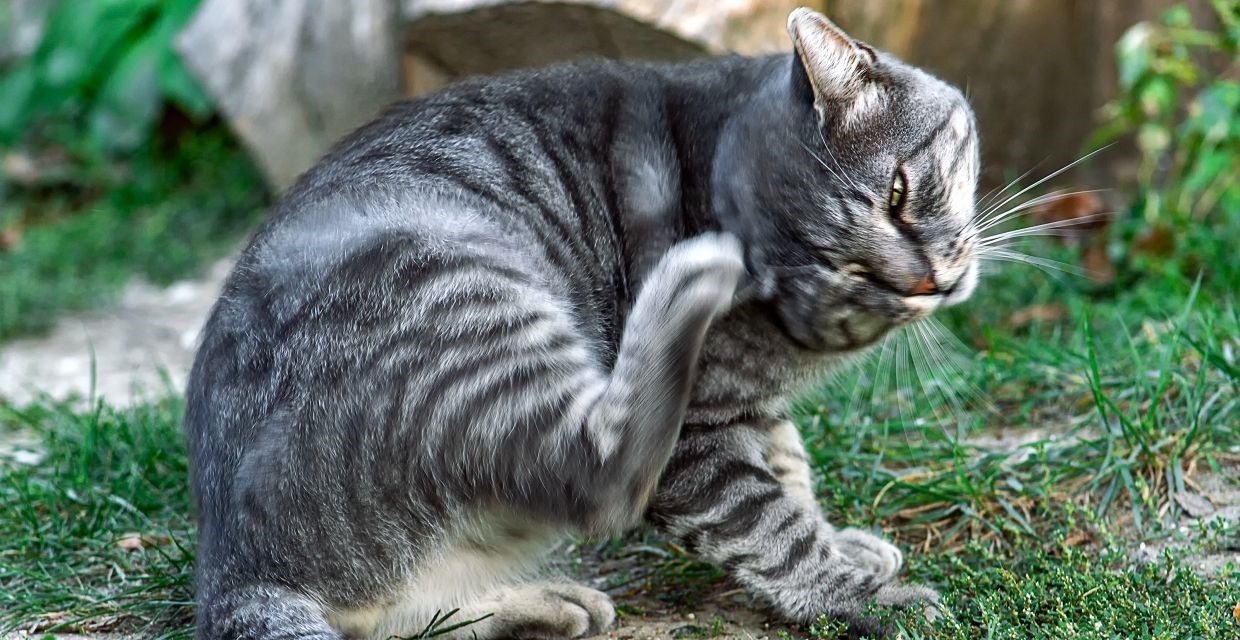Cat Ear Infections