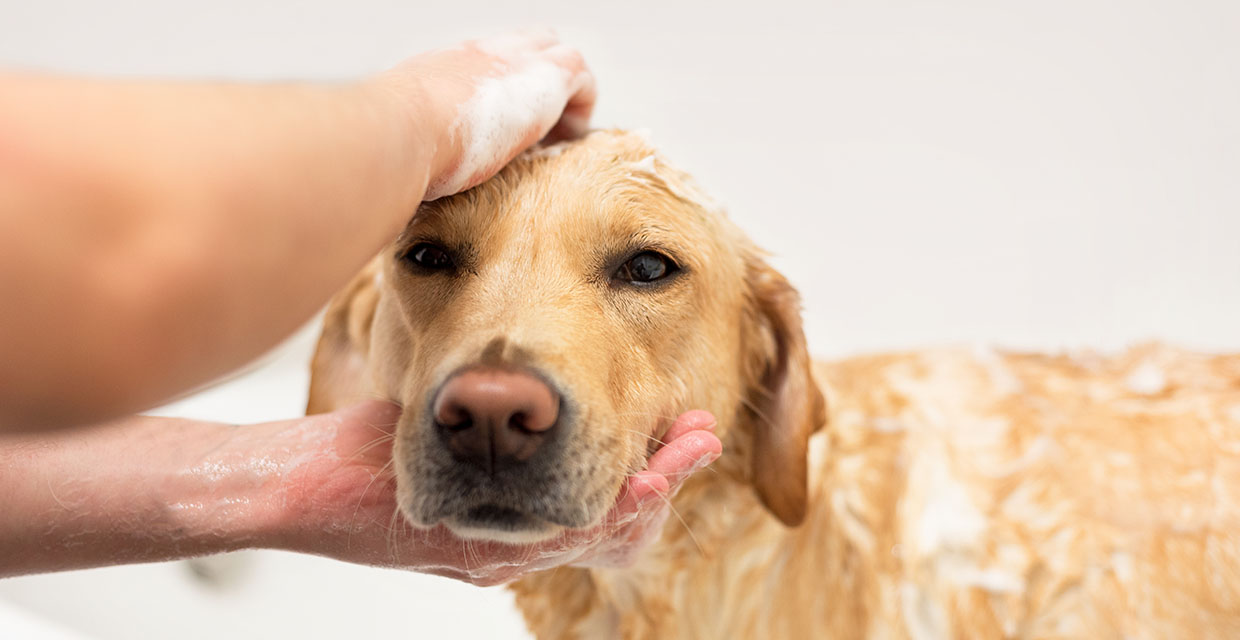 Grooming long haired best sale dogs