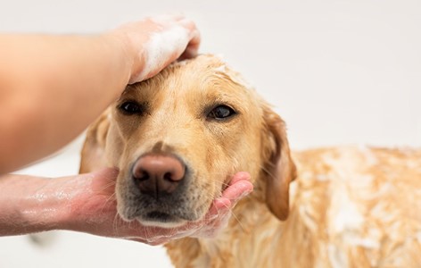 Washing & Grooming your Long Haired Dog