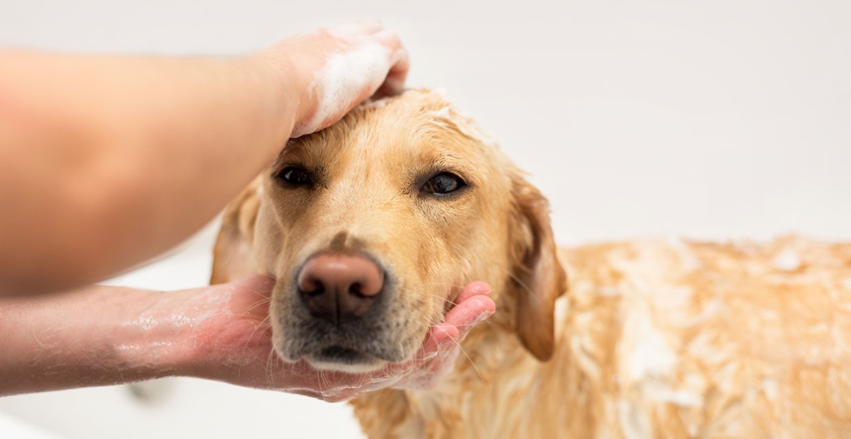 Washing & Grooming your Long Haired Dog VitaPet