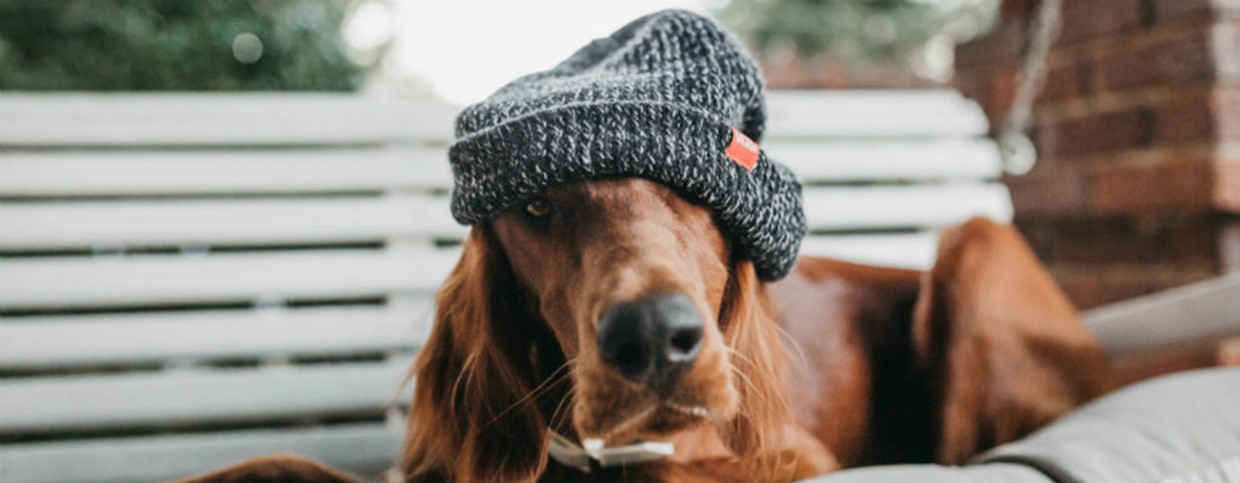 Does your dog get cold in winter?