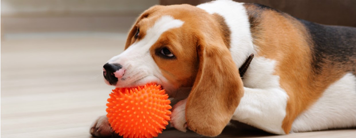 Benefits of Toys for New Puppies