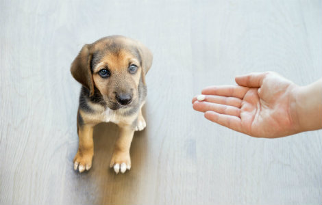 Puppy Worming Schedule