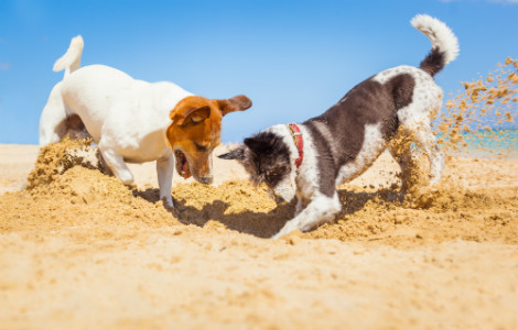 Taking your Dog on Holiday with You