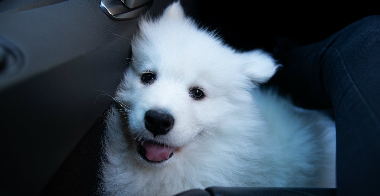 Bringing Home a New Puppy