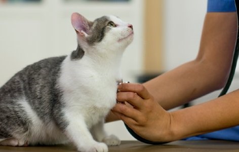 When to Take your Cat to the Vet