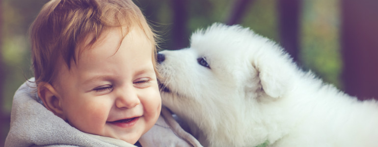 Where to Buy Puppies