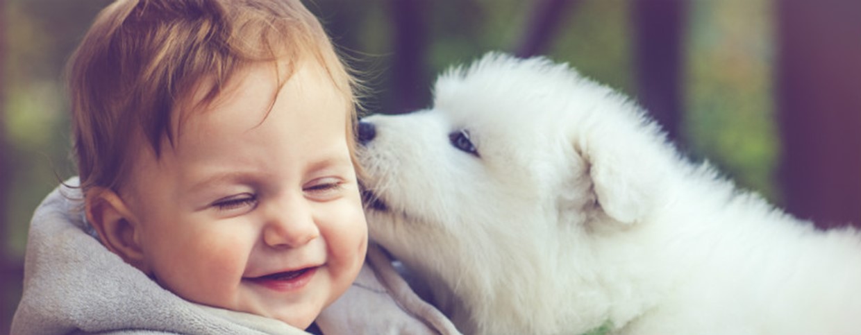 Where to Buy Puppies