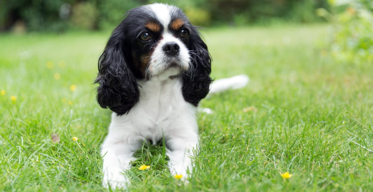 Impact of Food on Dog Skin Health - VitaPet