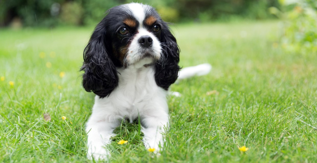 Impact of Food on Dog Skin Health