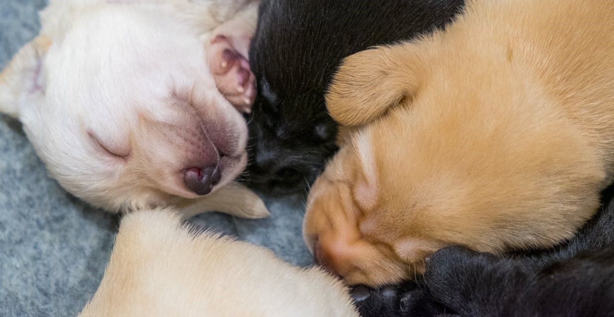 When do puppies open their eyes?