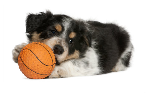 Puppy 2-3 Months - Physical Milestones