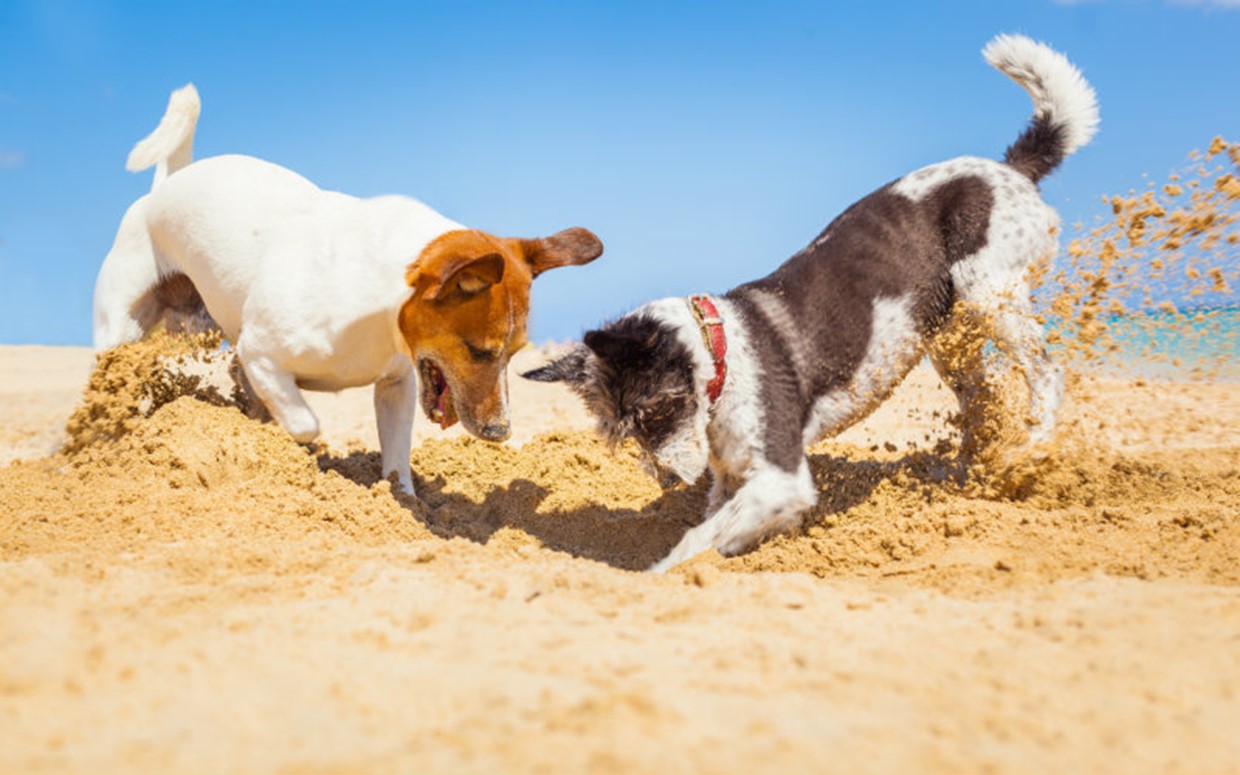 Taking your Dog on Holiday with You