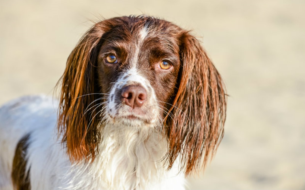 What does a tick look like on a dog?