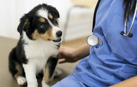 Tips for Taking your Dog to the Vet