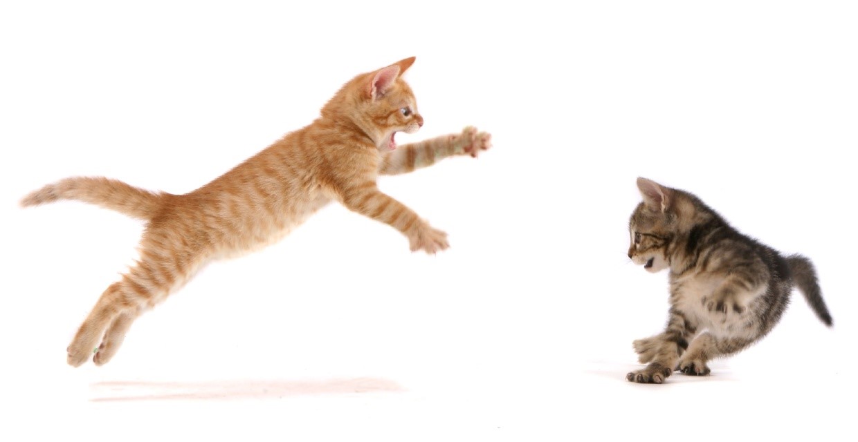 Cat Playing vs Fighting