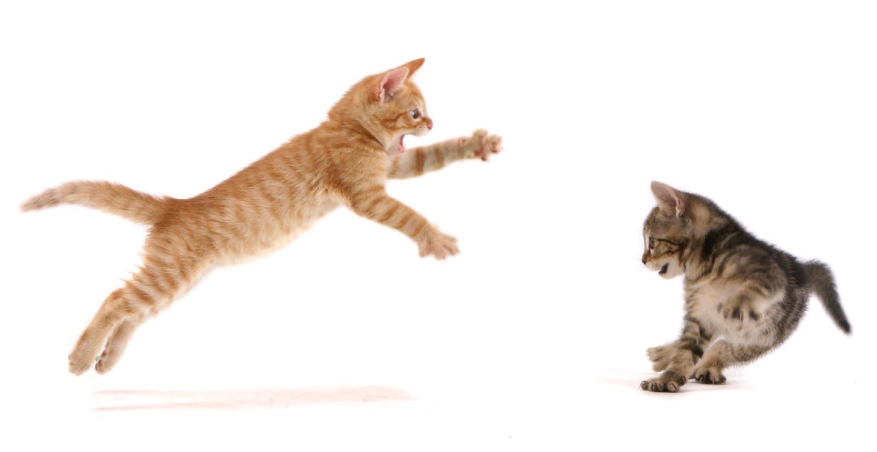 Cat Playing vs Fighting VitaPet