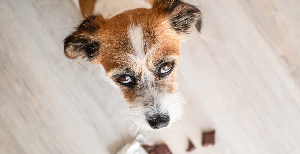 Dogs and Chocolate