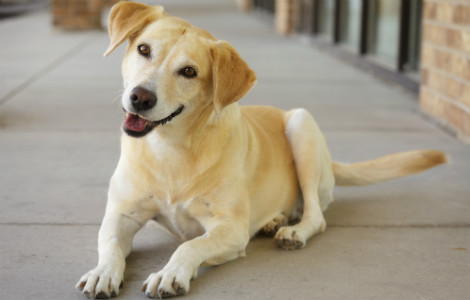 Dogs have Feelings - Some Important Signs