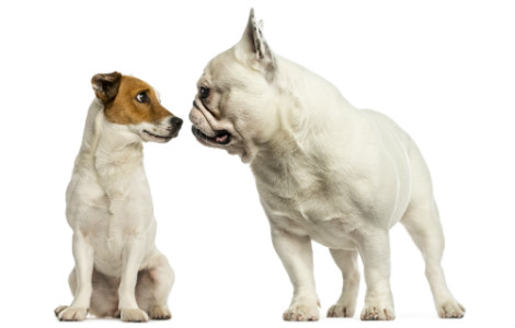 Introducing a New Dog to Your Current Pooches