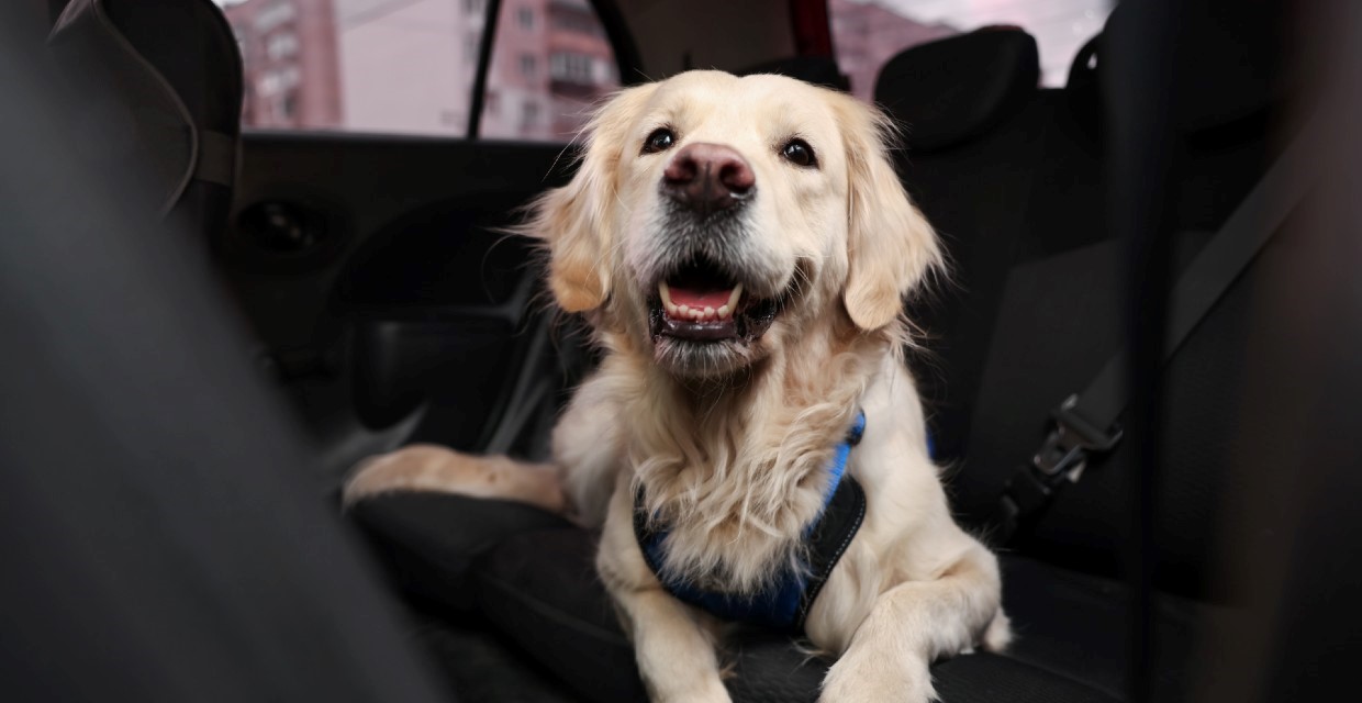Dogs and Car Anxiety