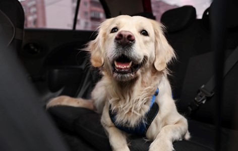 Dogs and Car Anxiety