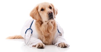 Puppy Vaccination Schedule