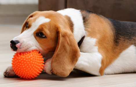 Benefits of Toys for New Puppies