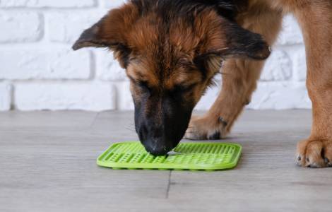 Lick Mats: A Fun & Enriching Activity for Dogs & Puppies
