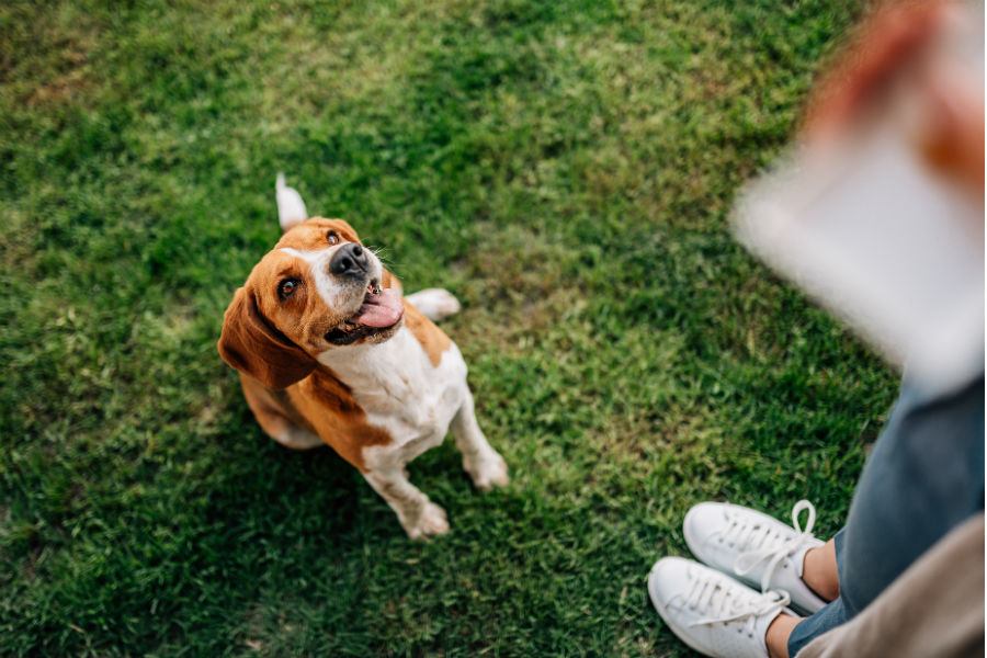 Obedience Training your Puppy