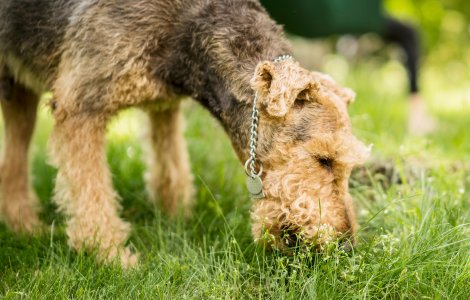 Why do Dogs eat Grass