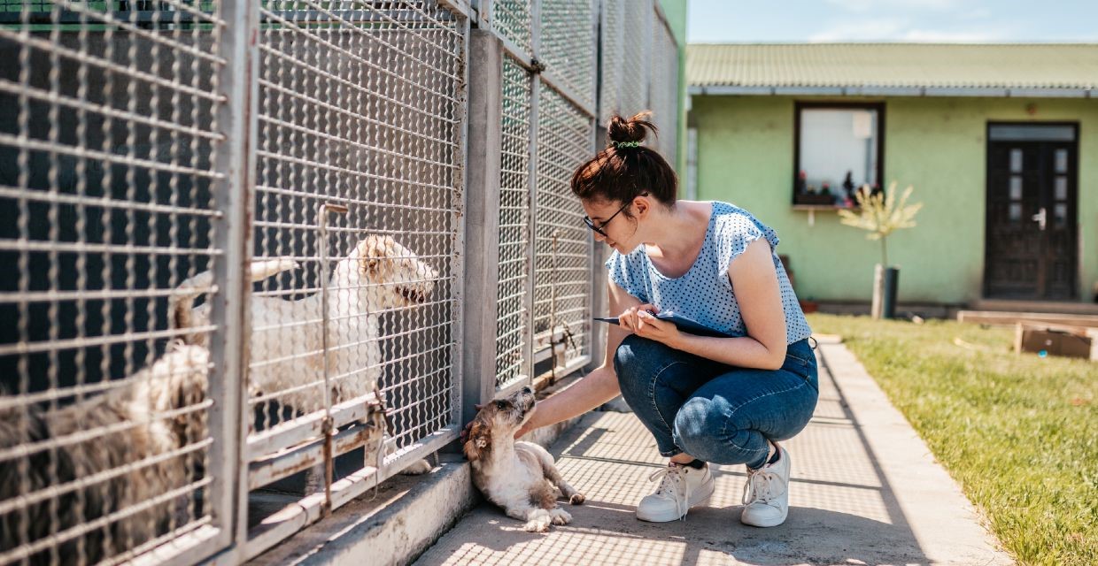 Fostering a Dog - Is It for You?