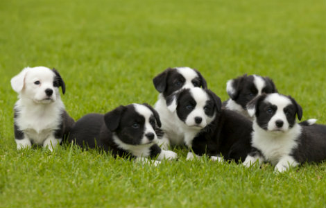 Puppy 0-2 Months - Behavioural Milestones