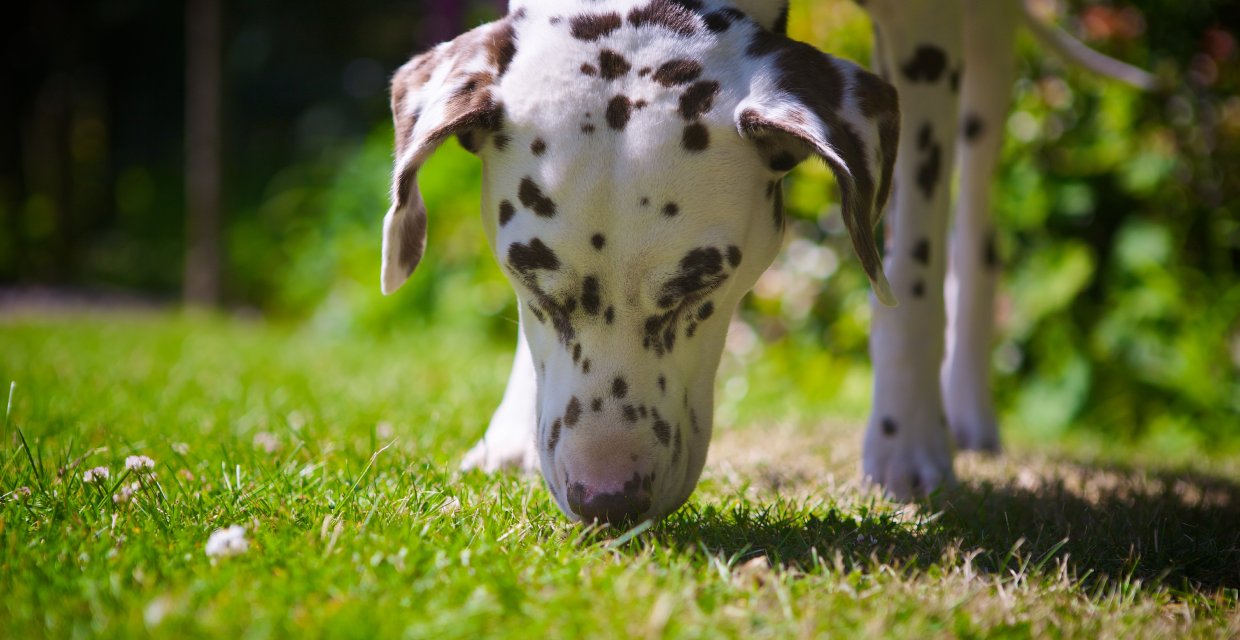 is it ok to bury dog poop