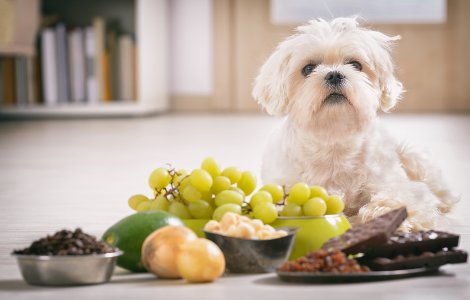 Things That Are Bad for Dogs