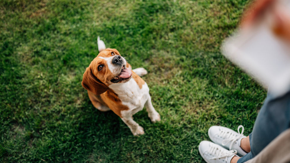 Obedience Training your Puppy