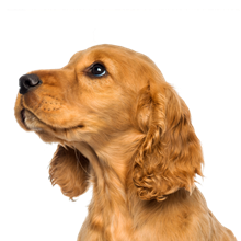 Vitapet