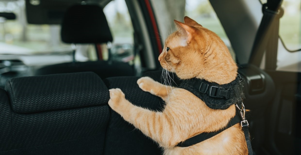 Travelling with a Cat