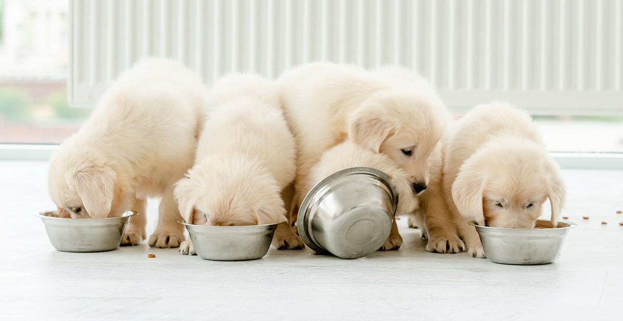 How Food Impacts Puppy Growth