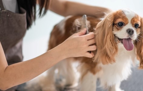 Taking your Dog to a Professional Groomer