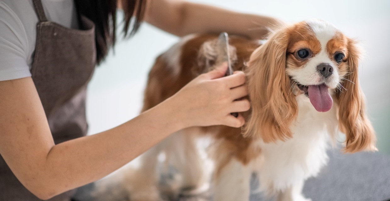 Taking your Dog to a Professional Groomer