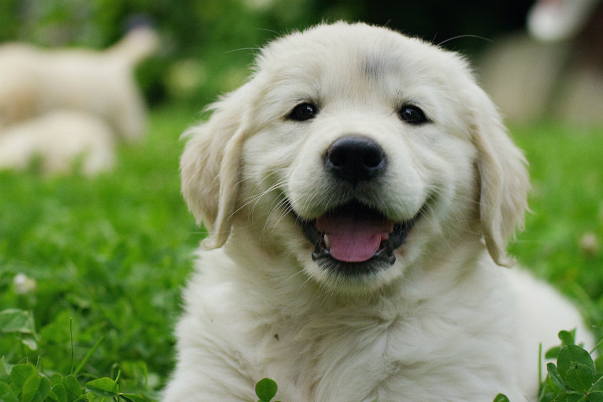 4 Questions to ask Before Getting a Puppy