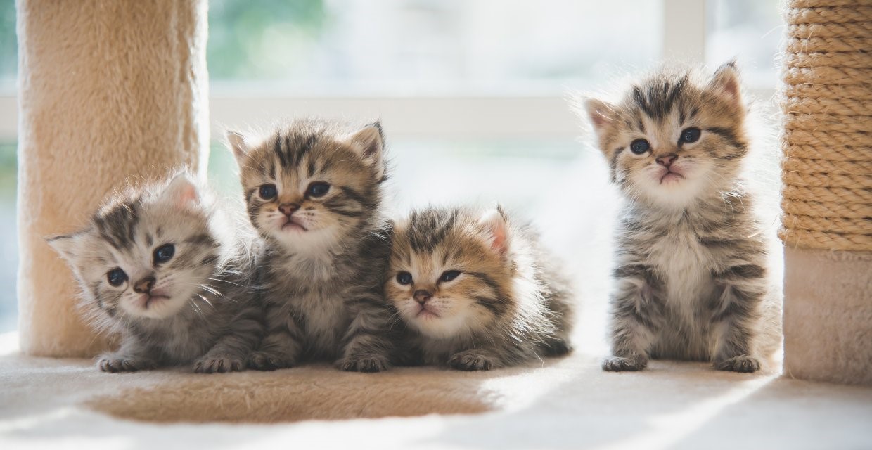 Kitten Vaccination Schedule