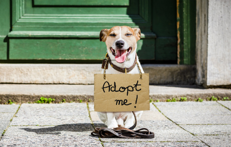 Bringing Home a Rescue or Foster Dog