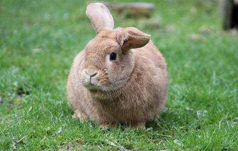 Is a rabbit right for you?