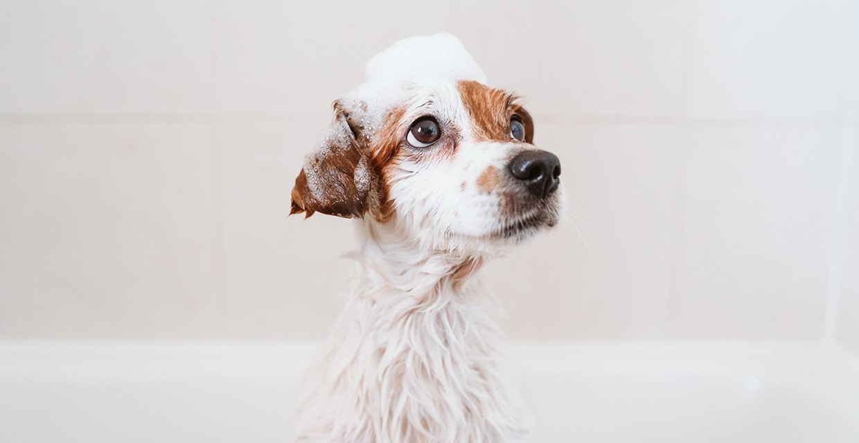 Training for Good Grooming Behaviour