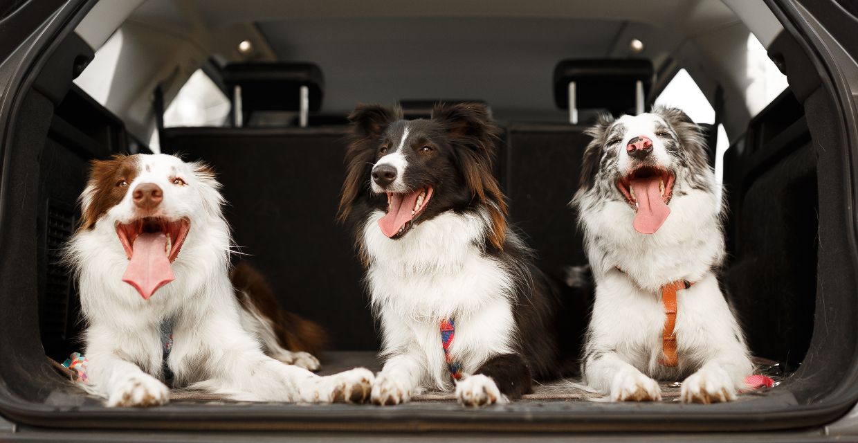 Road Tripping with your Dog